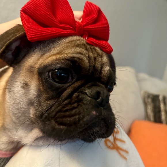 Meet your Posher, Catalina - Picture 1 of 1